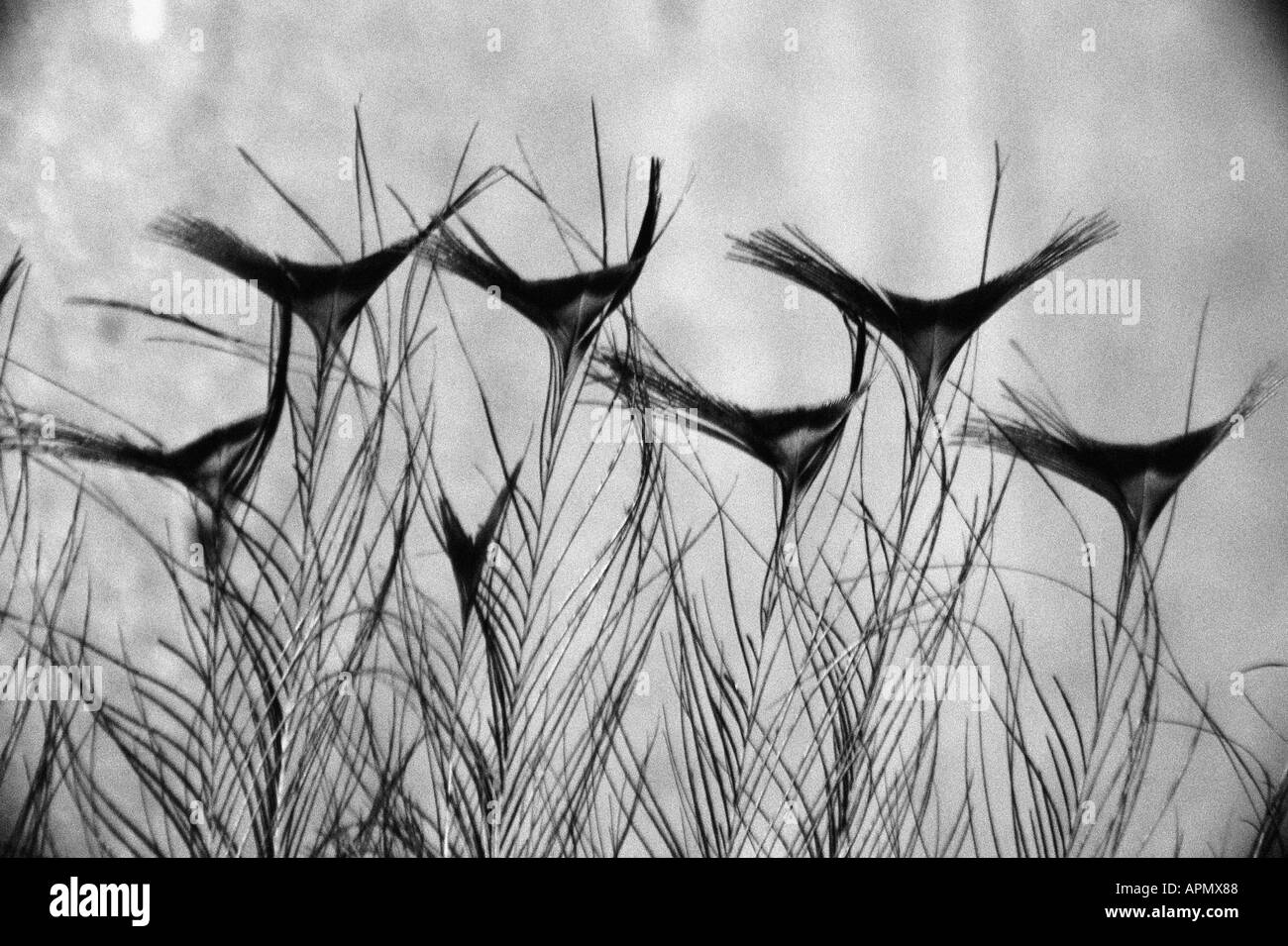 Piuma del pavone Foto Stock