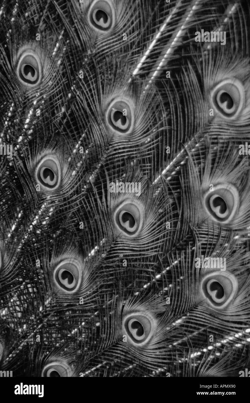 Penne di pavone Foto Stock