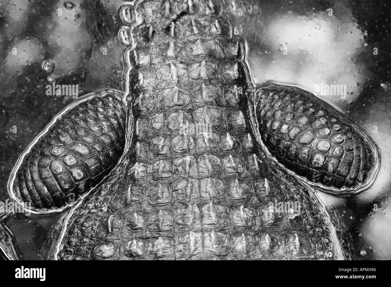 Coccodrillo in acqua Foto Stock