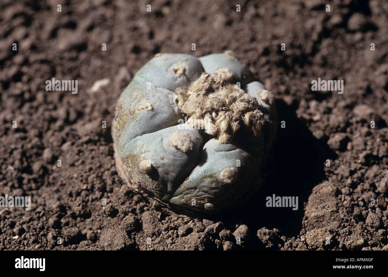Il Cactus Peyote contiene Mescalin e ha proprietà allucinogene quali sono molto ricercati dagli Indiani Huichol di Nayarit e Jalisco Foto Stock