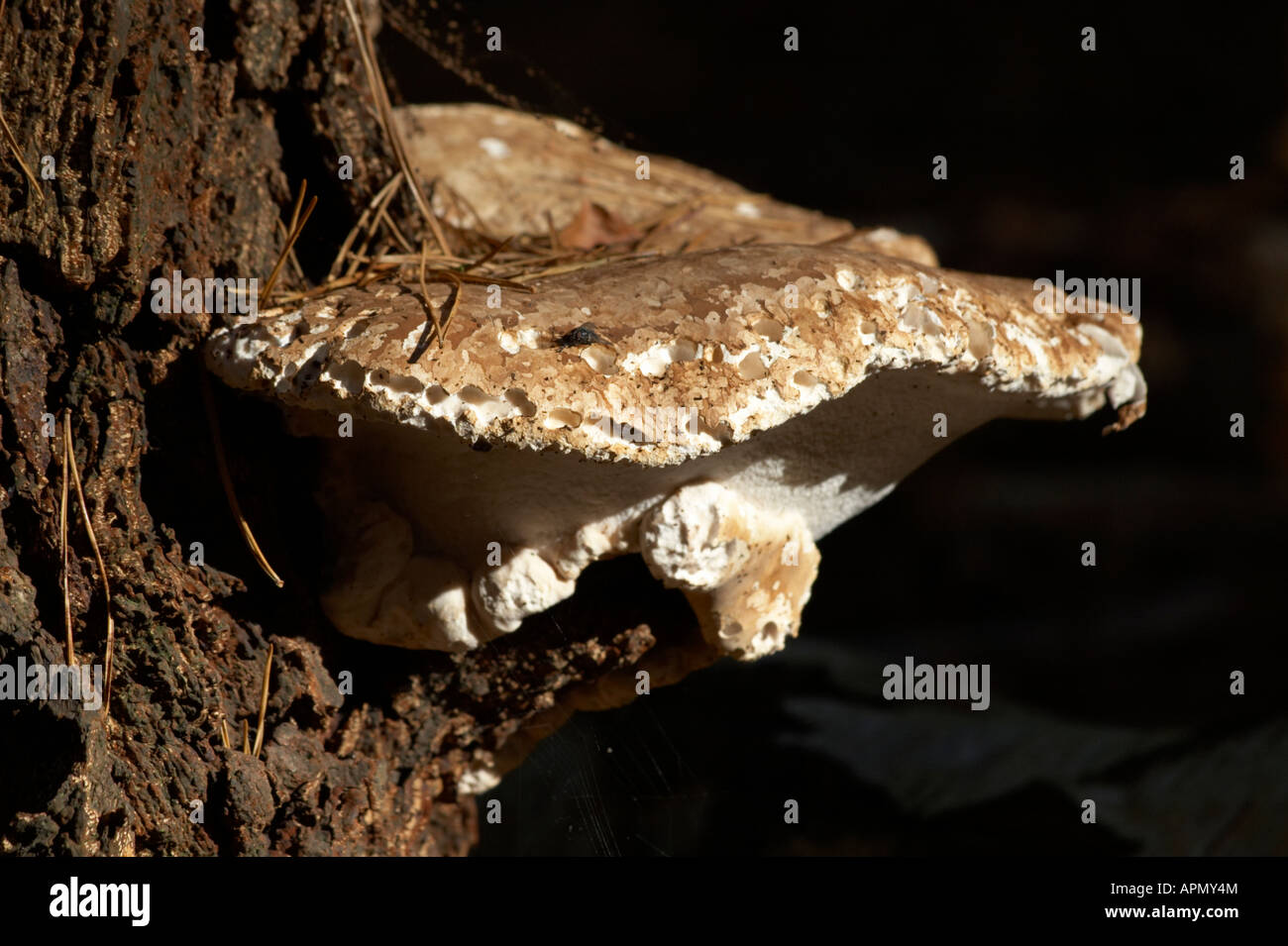 Staffa funghi sulla betulla Foto Stock