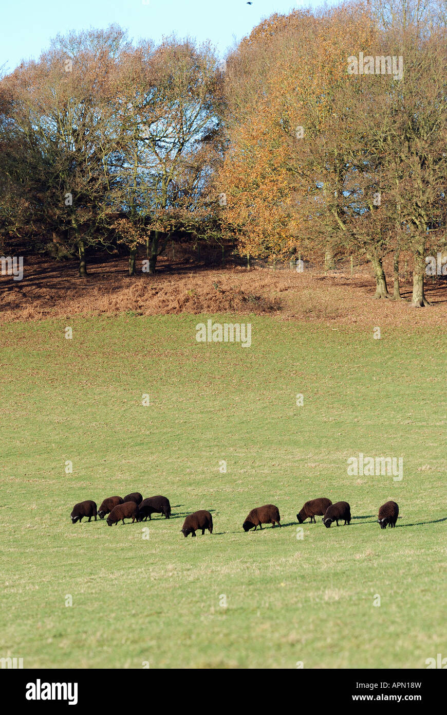 Pecora nera e montoni pascolare nel campo vicino WESTERHAM KENT Foto Stock