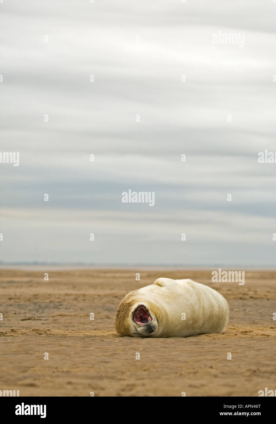 Guarnizione grigio pup sbadigliare sulla spiaggia REGNO UNITO Foto Stock