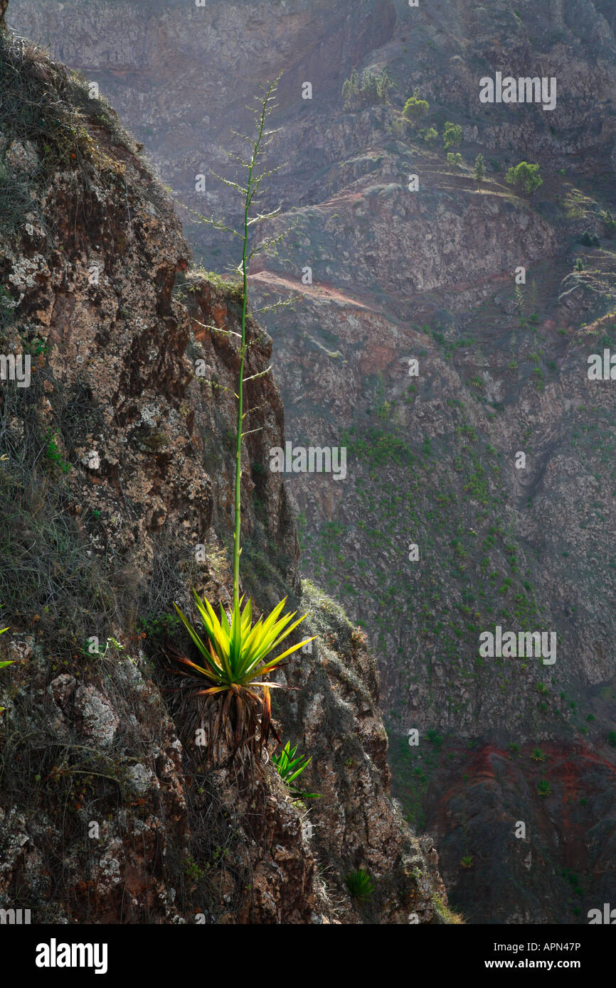 Specie di agave fioritura a strapiombo sul pendio a monte Santo Antao nelle isole di Capo Verde Foto Stock