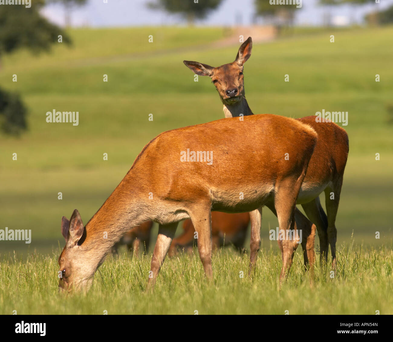 Hind cervi nel parco Foto Stock