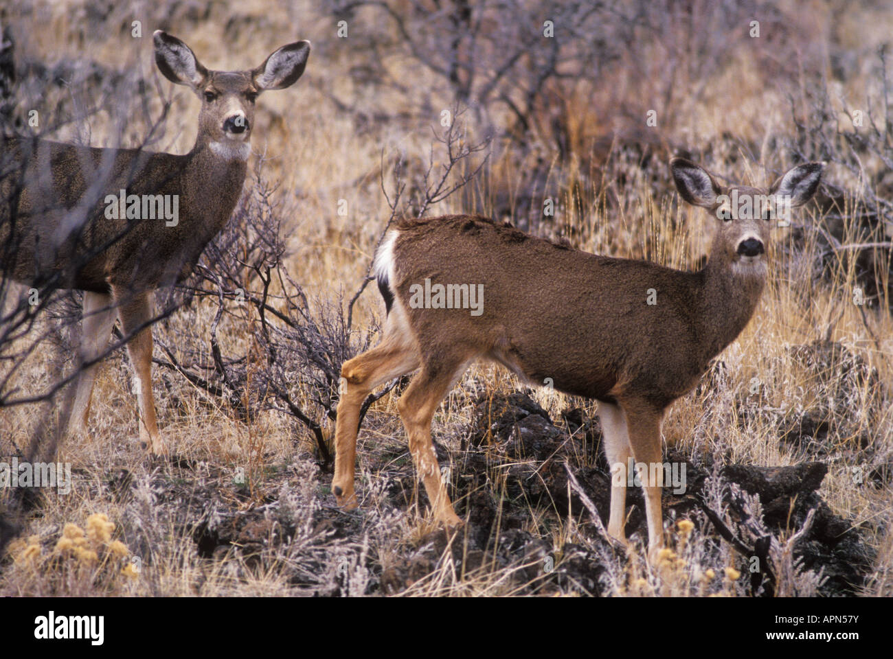 Mule Deer coppia letti di Lava Monumento Nazionale nella California del Nord Foto Stock