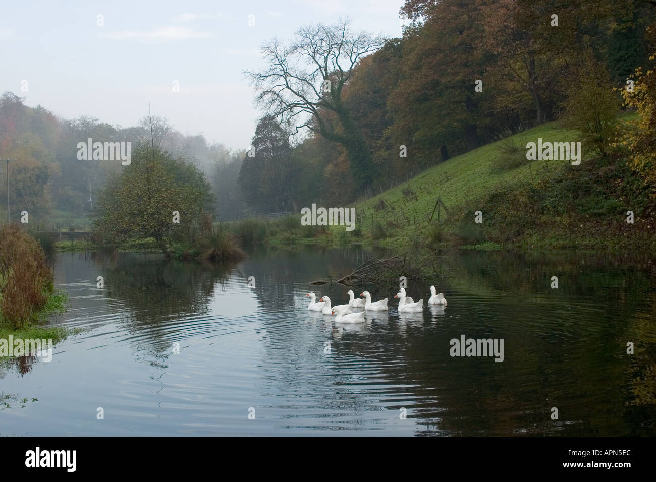 Stormo di oche su uno stagno misty autunnale Foto Stock