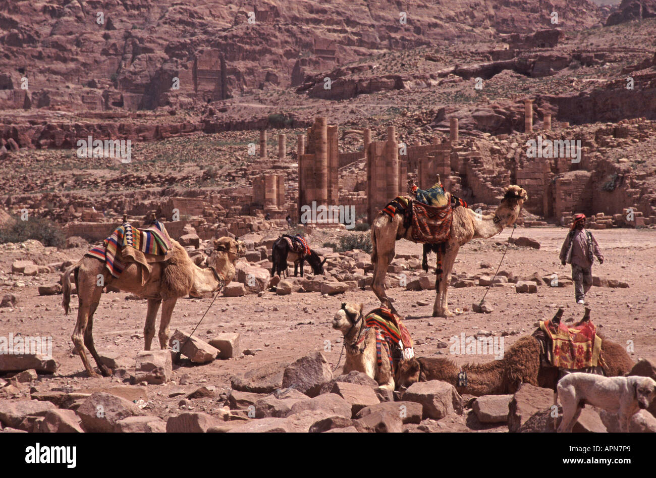 La Giordania Camel riposo a Qasr al Bint nell'antica città di Petra Foto Stock