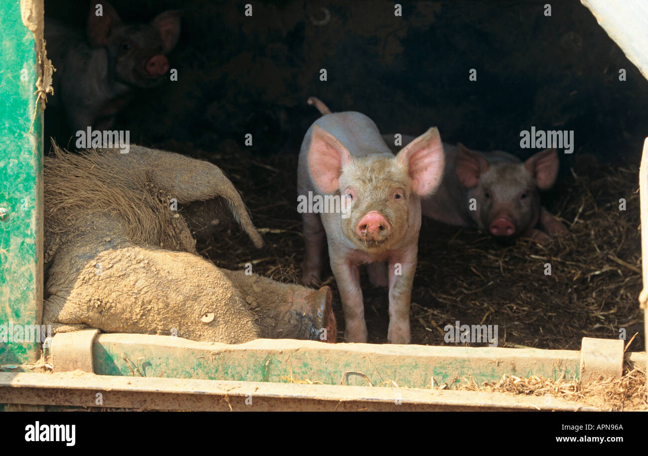 Free Range Sow e maialino Foto Stock