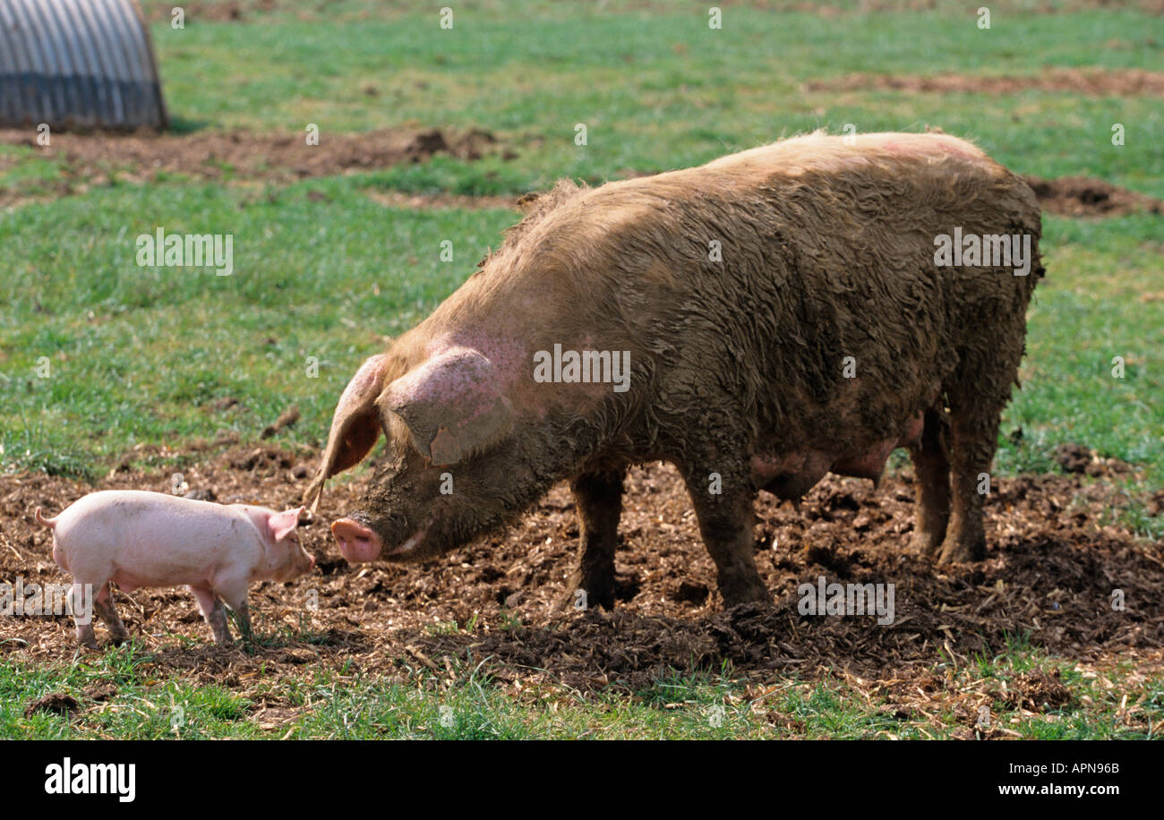 Free Range Sow Piglet Vale di Aylesbury Bucks UK Estate Foto Stock