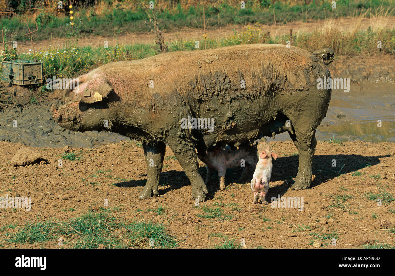 Free Range scrofa e suinetti Vale di Aylesbury Bucks UK Estate Foto Stock