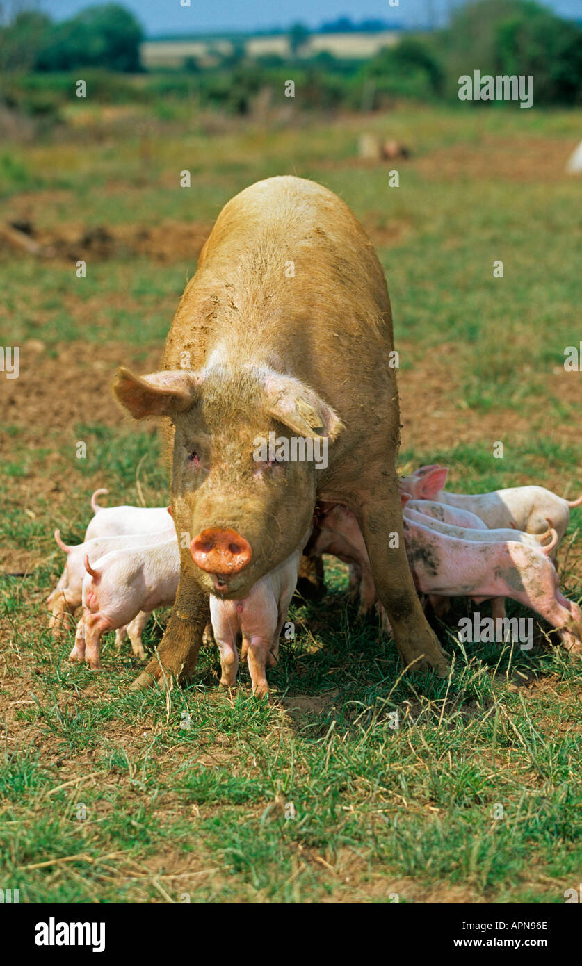 Free Range scrofa e suinetti Vale di Aylesbury Bucks UK Estate Foto Stock