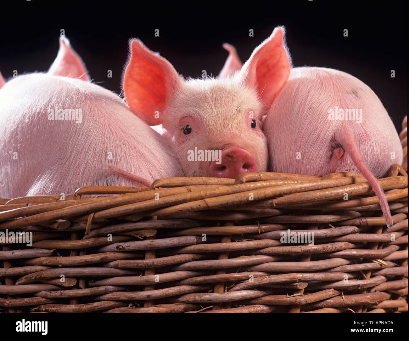Large White suinetti nel cestello Foto Stock