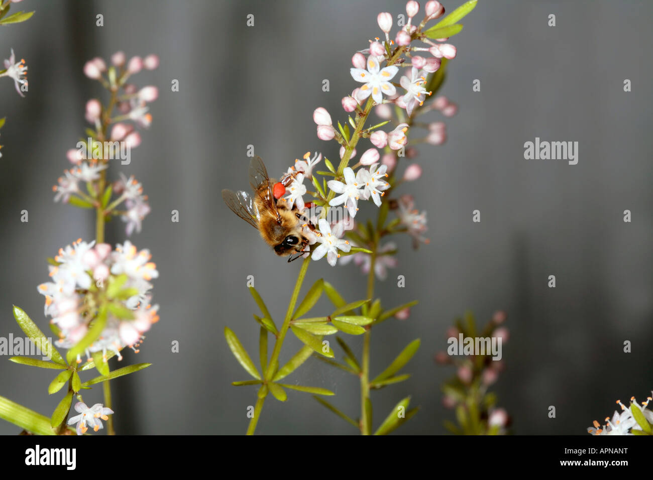 Il miele delle api- Apis mellifera- raccogliere il polline di Asparagus classificato fiore Foto Stock