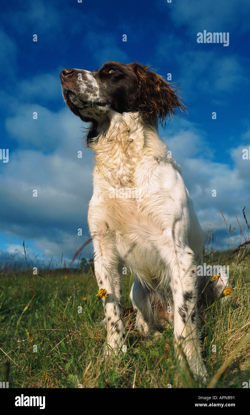English Springer Spaniel (Canis lupus f. familiaris), i bambini seduti sul prato, Regno Unito, Scozia Foto Stock