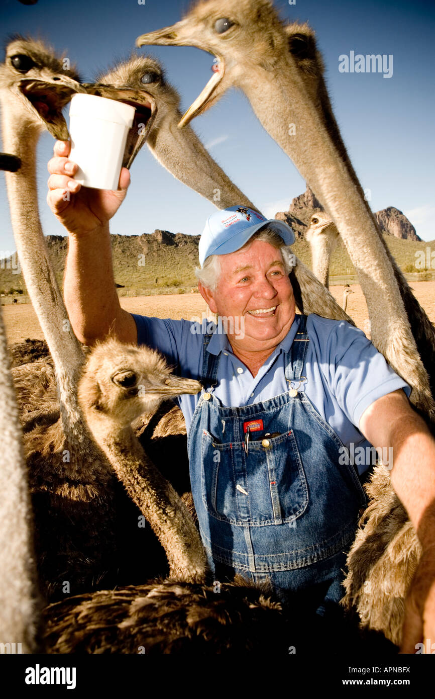 Rooster Cogburn Ostrich Ranch in Arizona, un'attrazione stravagante lungo la strada con struzzi, animali e divertimento per tutta la famiglia lungo l'autostrada. Foto Stock