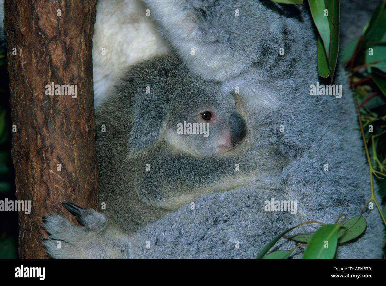 Koala (Phascolarctos cinereus) madre con bambino, Blue Mountains, NSW Australia captive Foto Stock