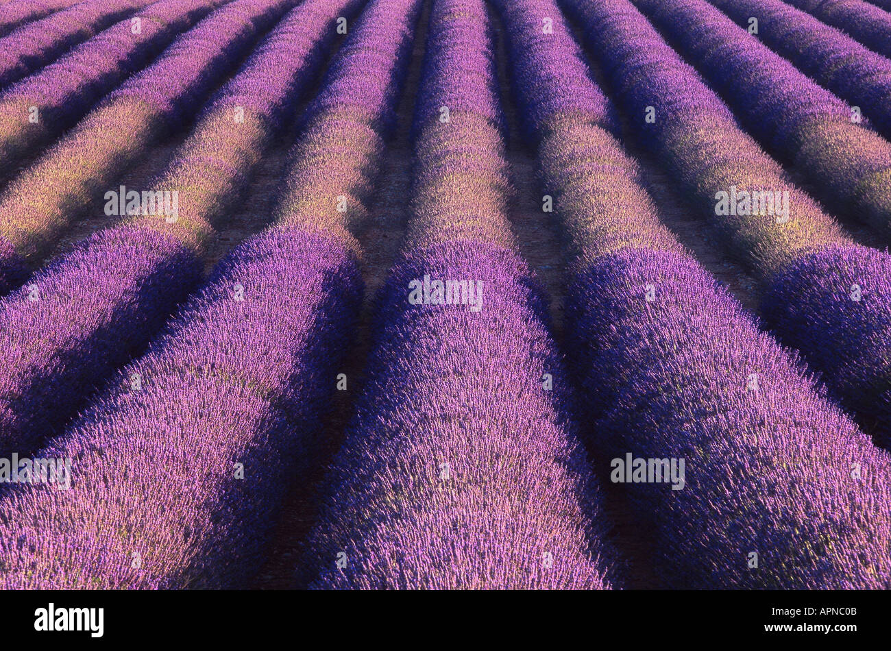 Lavanda (Lavandula angustifolia, Lavandula officinalis), che fiorisce in lunghe file, Francia, Provenza, Puimoisson Foto Stock