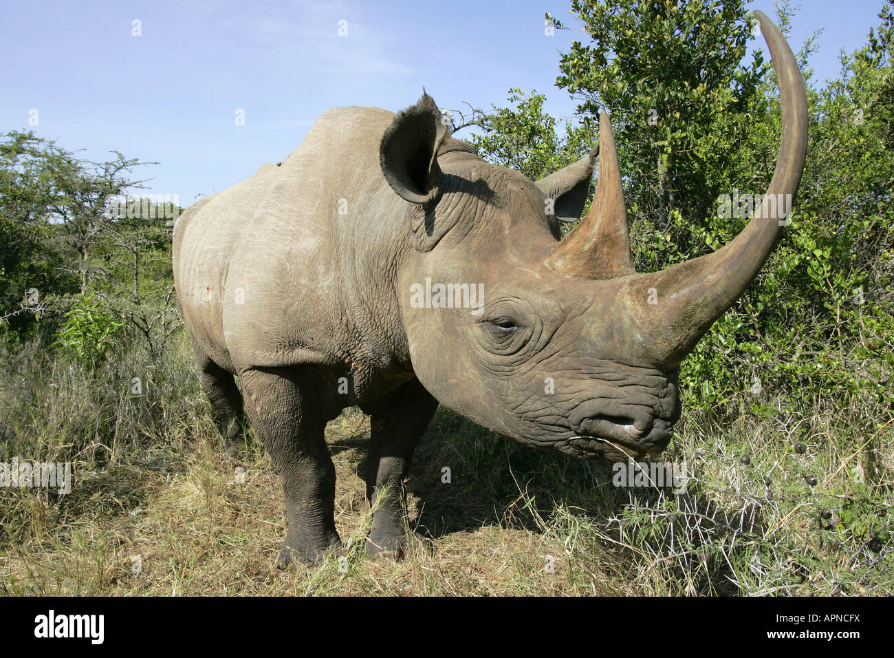 Il rinoceronte nero in piedi di bush in Kenya Foto Stock