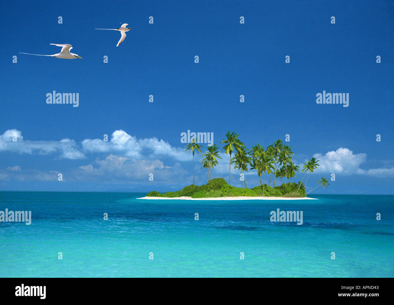 Isola tropicale, non per calandre 2009 Foto Stock