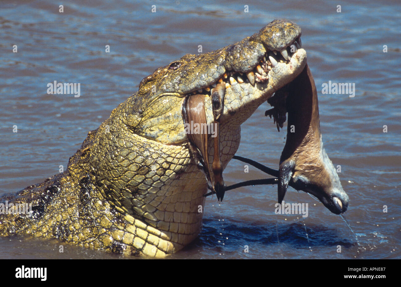 Coccodrillo del Nilo (Crocodylus niloticus) con catturato Grant's gazzella. Foto Stock