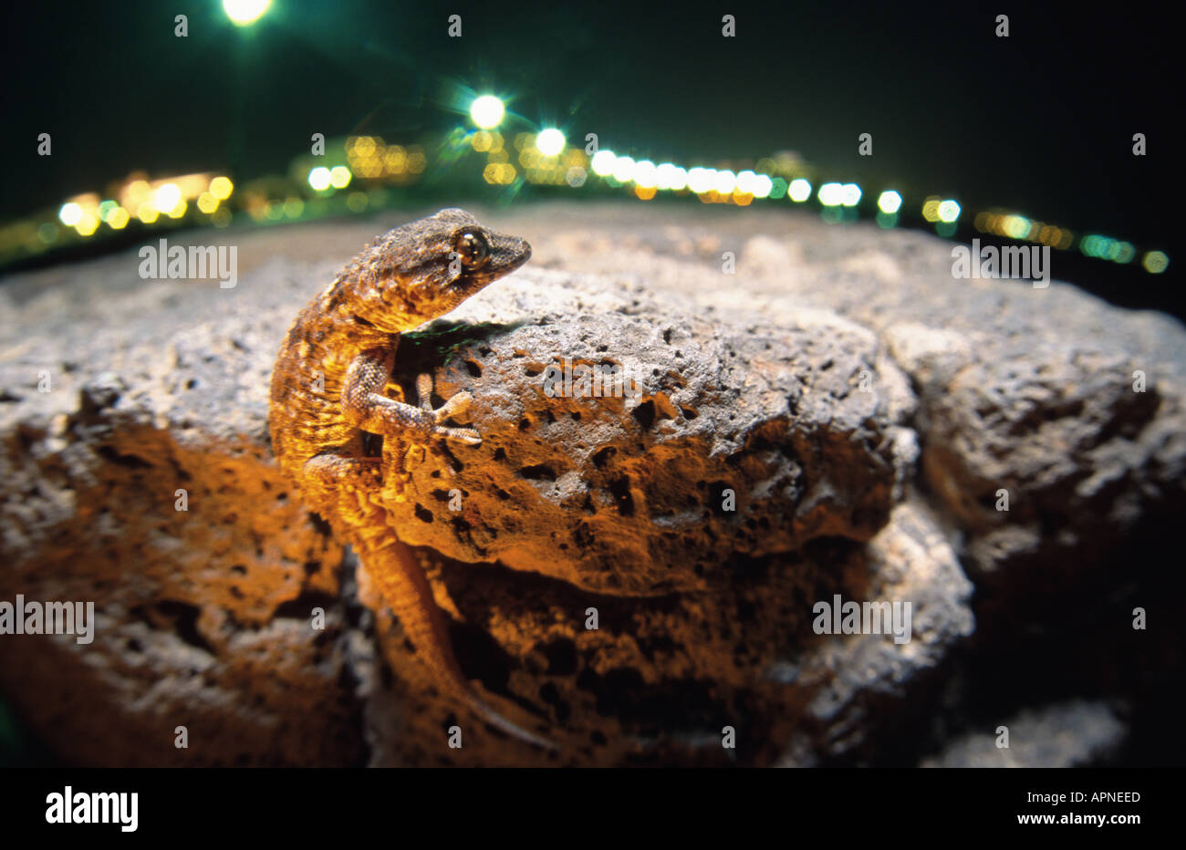 (Tarentola angustimentalis). Foto Stock