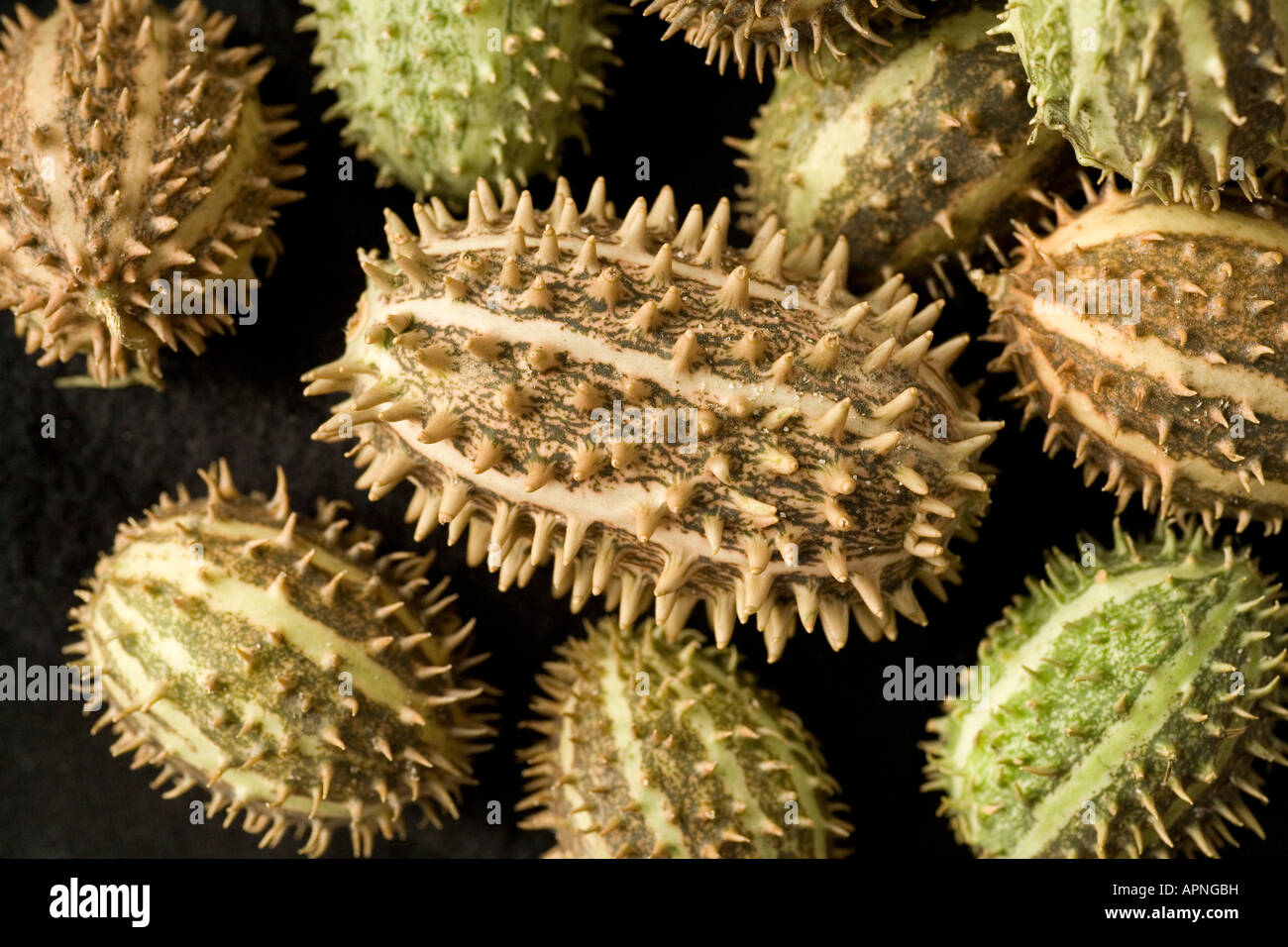 Cucumis semi di frutta, Cucumis africanus Foto Stock