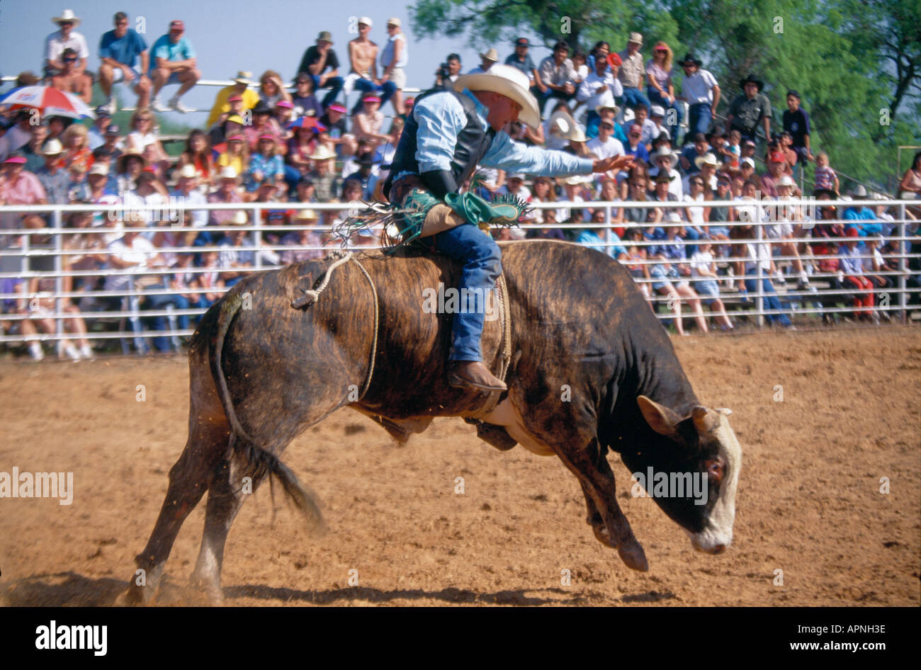 Rodeo Bull rising, Texas, l'equilibrio e la concentrazione Foto Stock