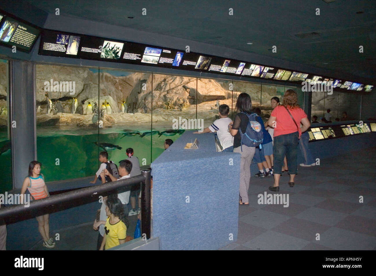 Gli spettatori presso il recinto dei pinguini all'interno della piattaforma di osservazione in Singapore Zoo Foto Stock