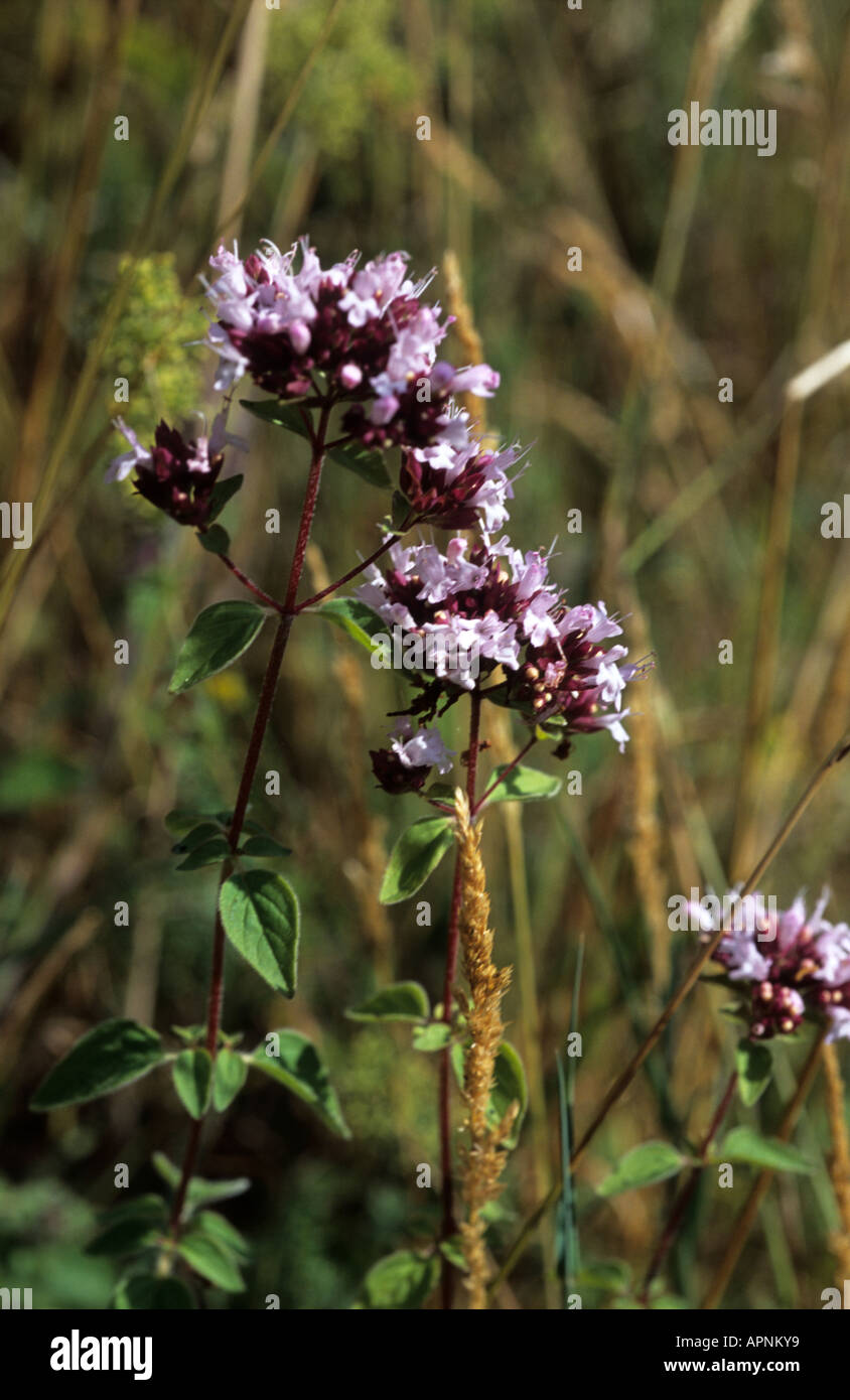Teste di seme e fiori di origano Origanum vulgare Foto Stock