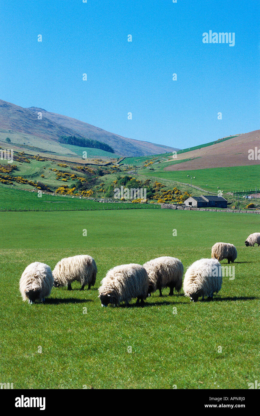 Pecore al pascolo sulle colline Cheviot in Northumberland National Park Foto Stock