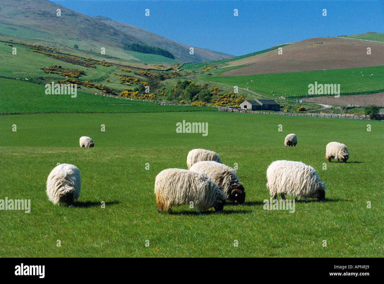 Pecore al pascolo sulle colline Cheviot in Northumberland National Park Foto Stock