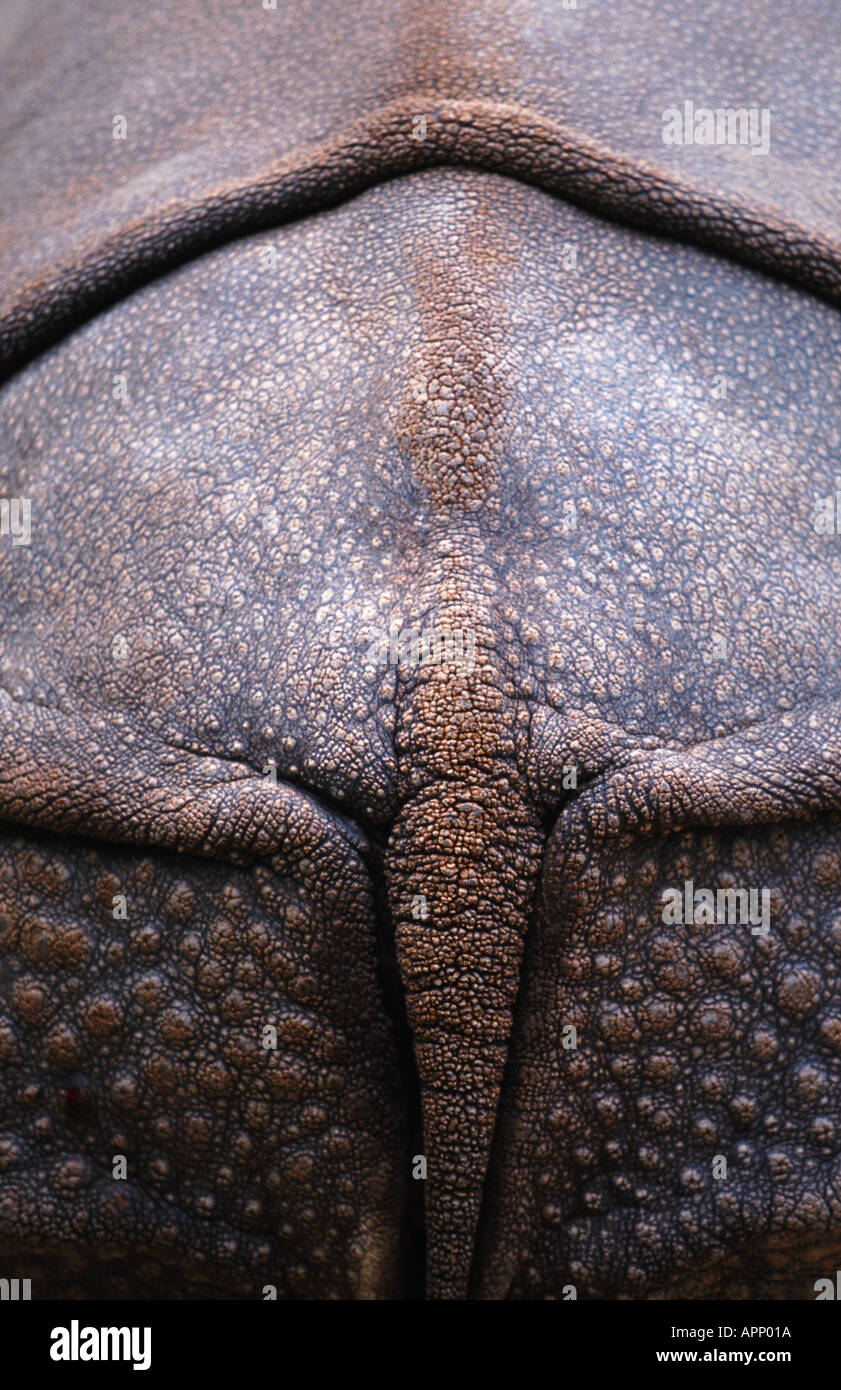Maggiore il rinoceronte indiano, Great Indian One-cornuto rinoceronte (Rhinoceros unicornis), lato posteriore. Foto Stock