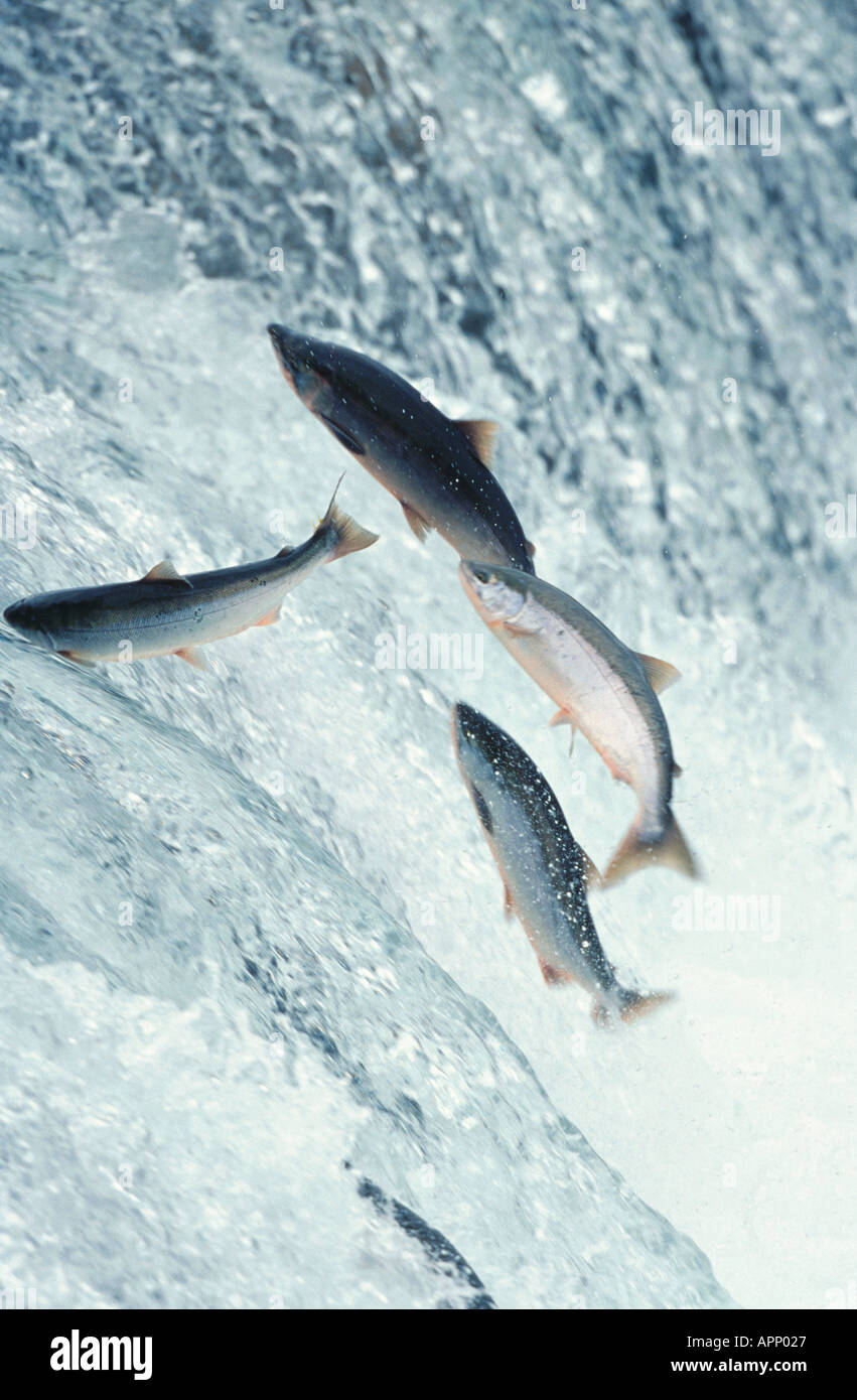 Salmone atlantico (lago pop. negli Stati Uniti/Canada: ouananiche, lago di salmone atlantico, senza sbocco sul mare salmone, la Sebago) Salmone (Salmo salar), l Foto Stock