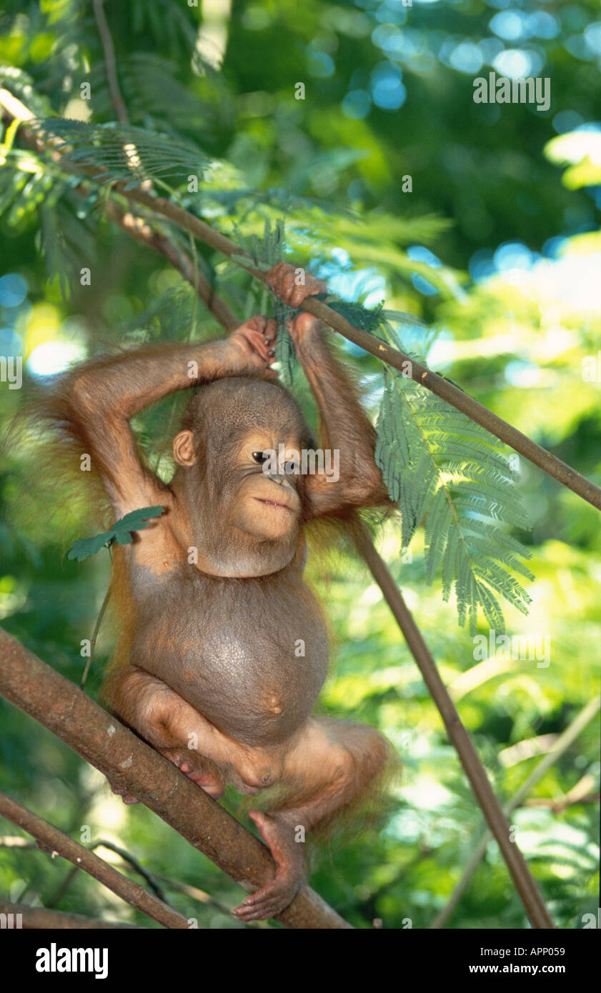 (Orangutan Pongo pygmaeus ), giovani, nella struttura ad albero. Foto Stock