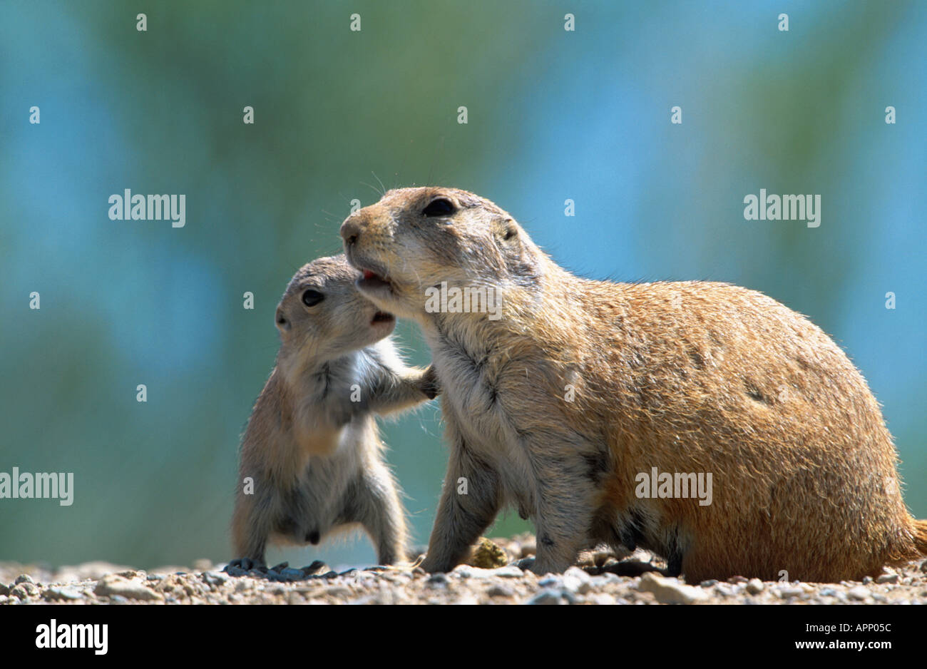 Nero-tailed cane della prateria, pianure prairie dog (Cynomys ludovicianus), con giovani, USA, Arizona. Foto Stock