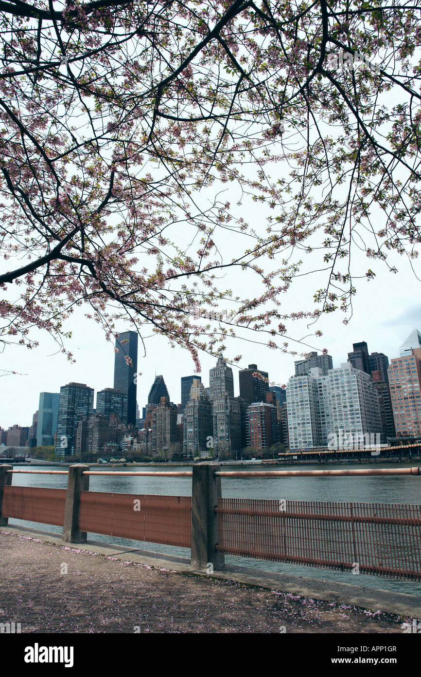 Fiori di Ciliegio e sullo skyline di New York come visto da Roosevelt Island Foto Stock