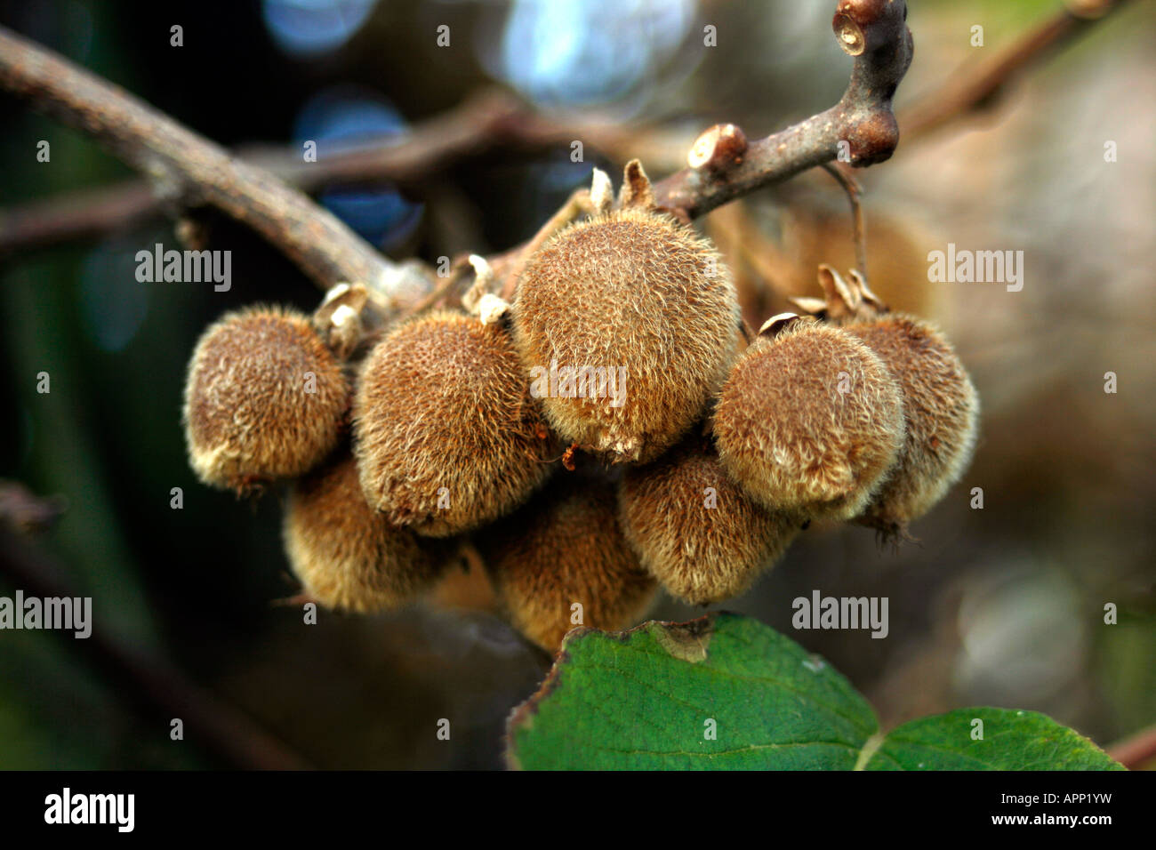 Il kiwi, Actinidia deliciosa, uva spina cinese, nativo di Nuova Zelanda, la pianta può essere coltivata in climi del nord. Questa pianta cresce in Nottingham, Regno Unito Foto Stock