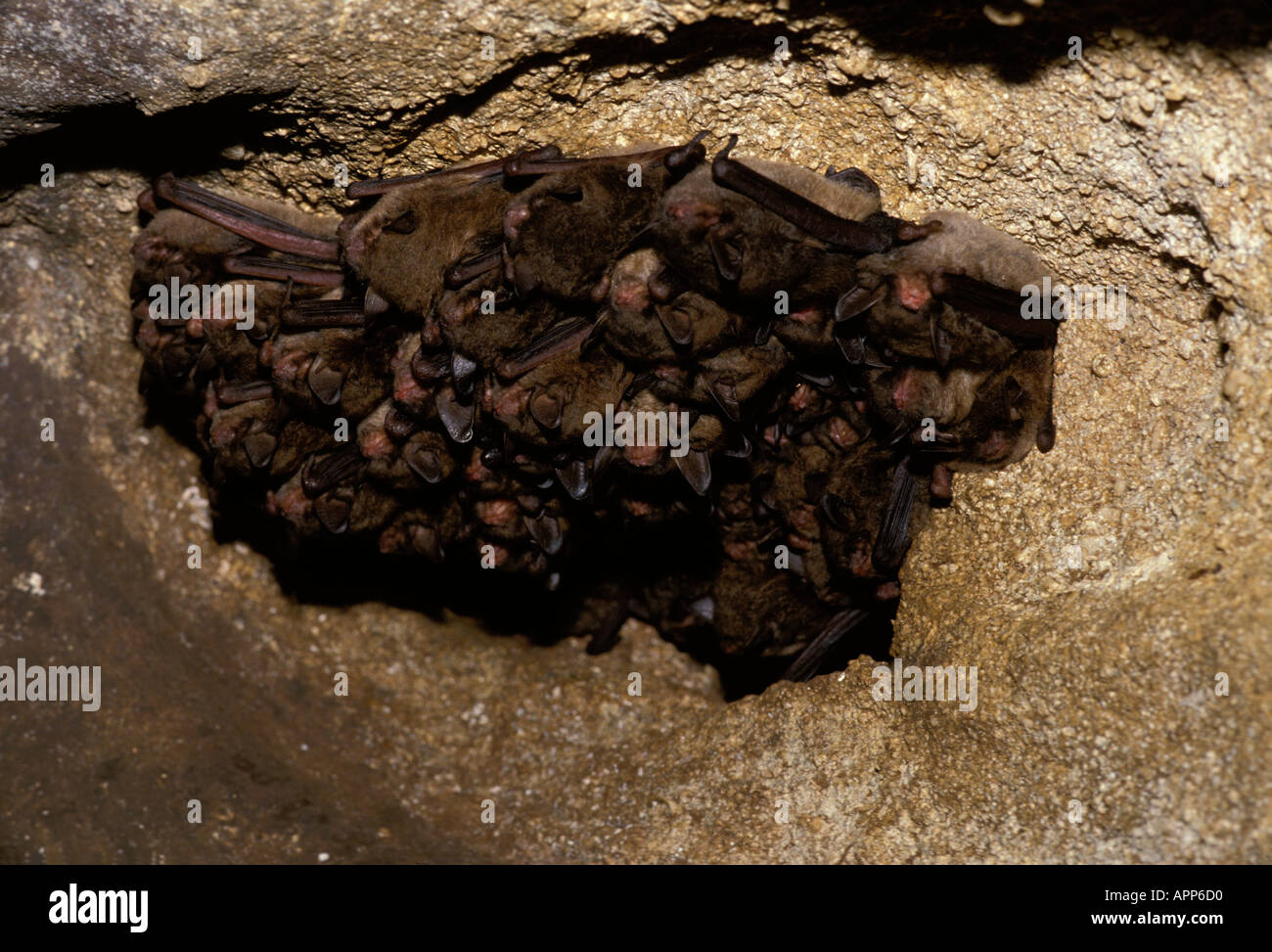 Cluster di Indiana bat (Myotis sodalis) cuccioli e madri dorme nella roccia impaccato, Boone Grotta, Missouri USA Foto Stock
