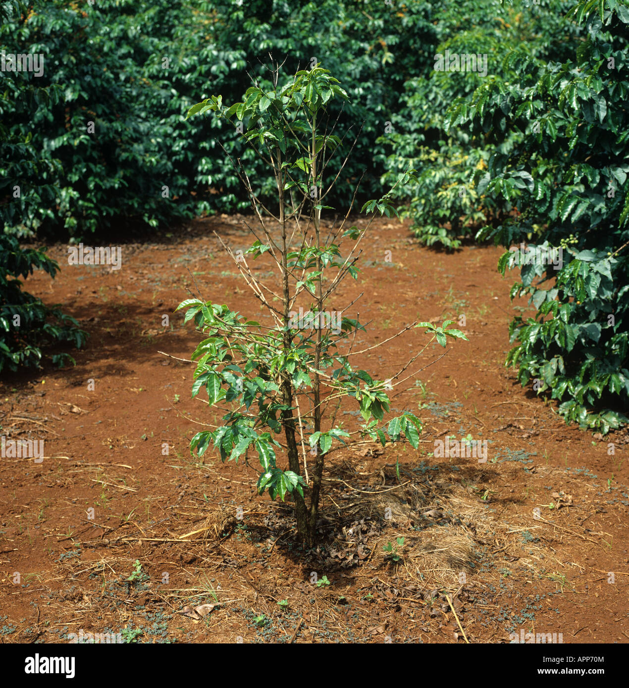 Fusarium malattia di corteccia di Fusarium solani influenzare gravemente un caffè keniota bush Foto Stock