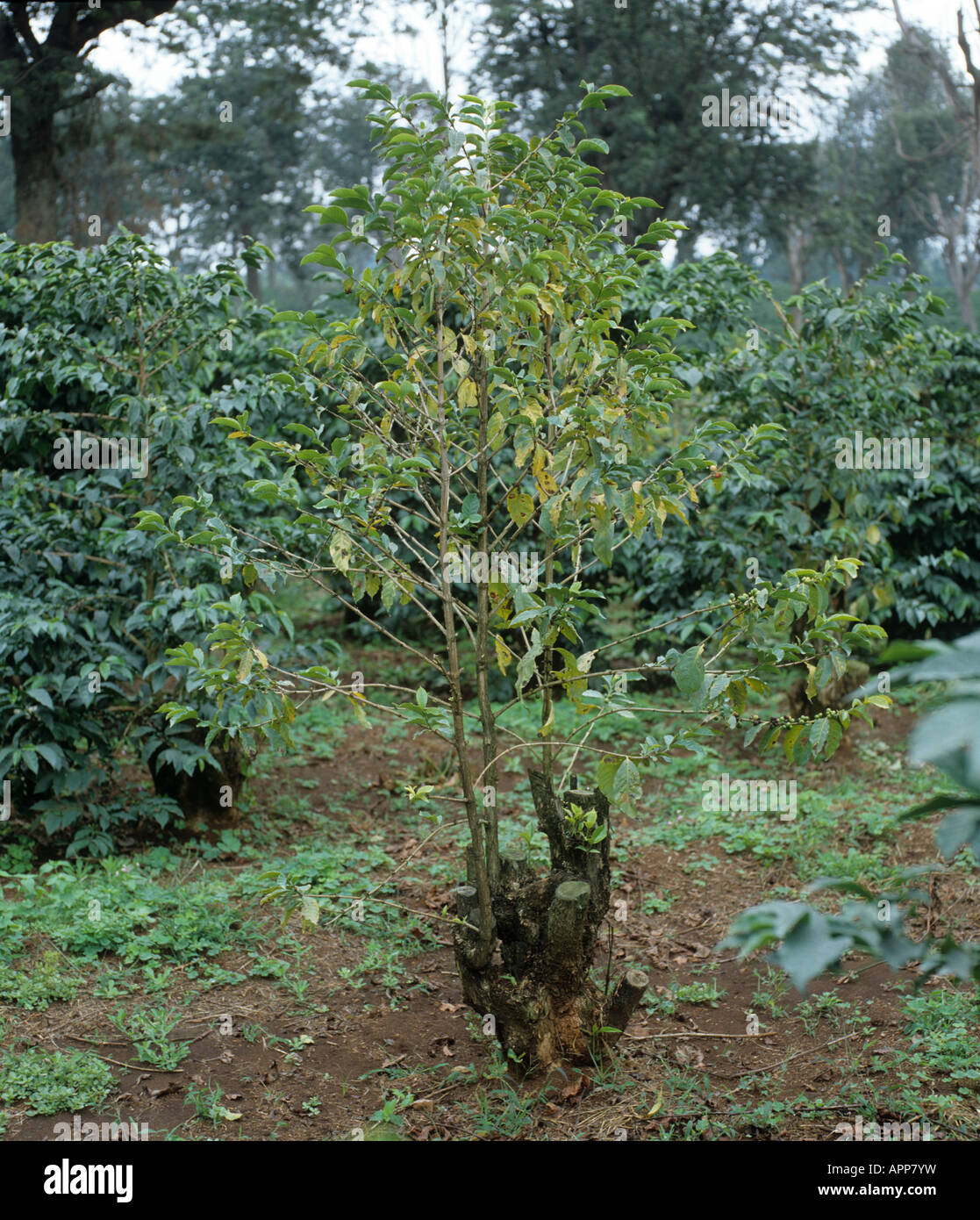 Caffè bush weaked gravemente da fusarium malattia di corteccia di Fusarium solani Kenya Foto Stock