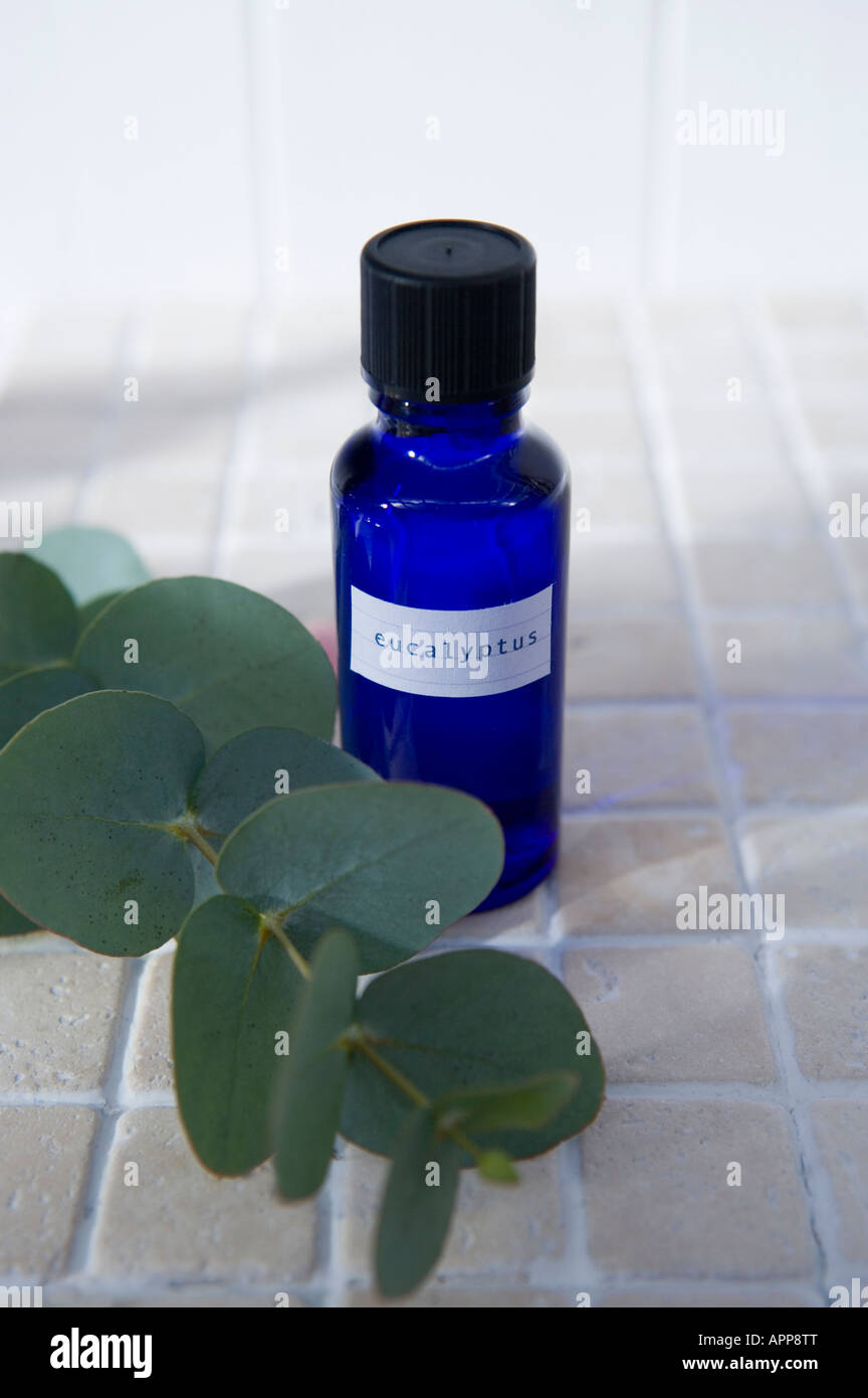 Oli essenziali: Olio di eucalipto Foto Stock