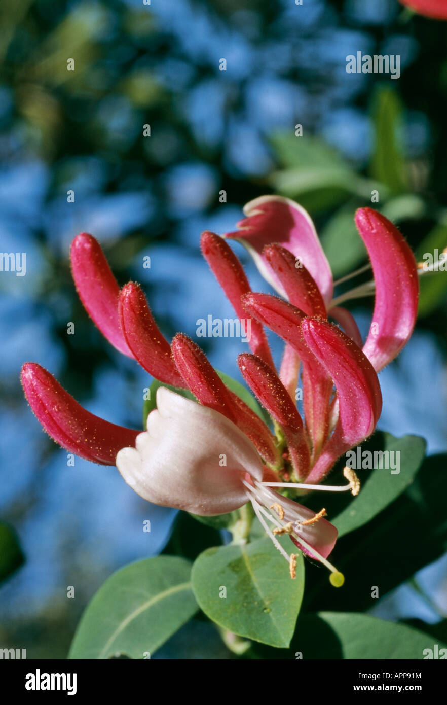 Lonicera rosa con una cremosa fodera bianca apertura su argomenti seducenti e una dolce fragranza Foto Stock