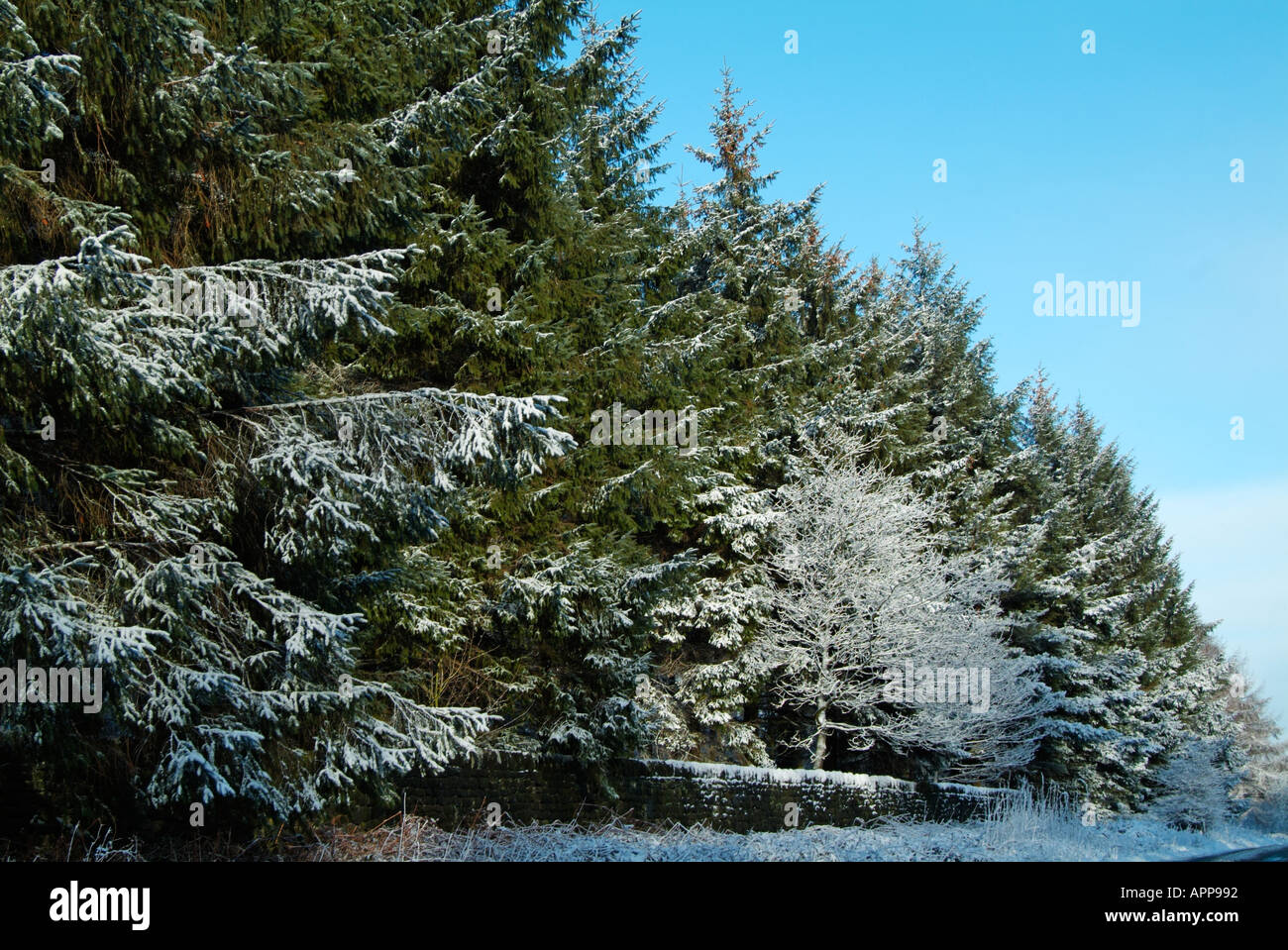 Coperta di neve alberi in inverno Derbyshire Peak District park England Regno Unito GB EU Europe Foto Stock
