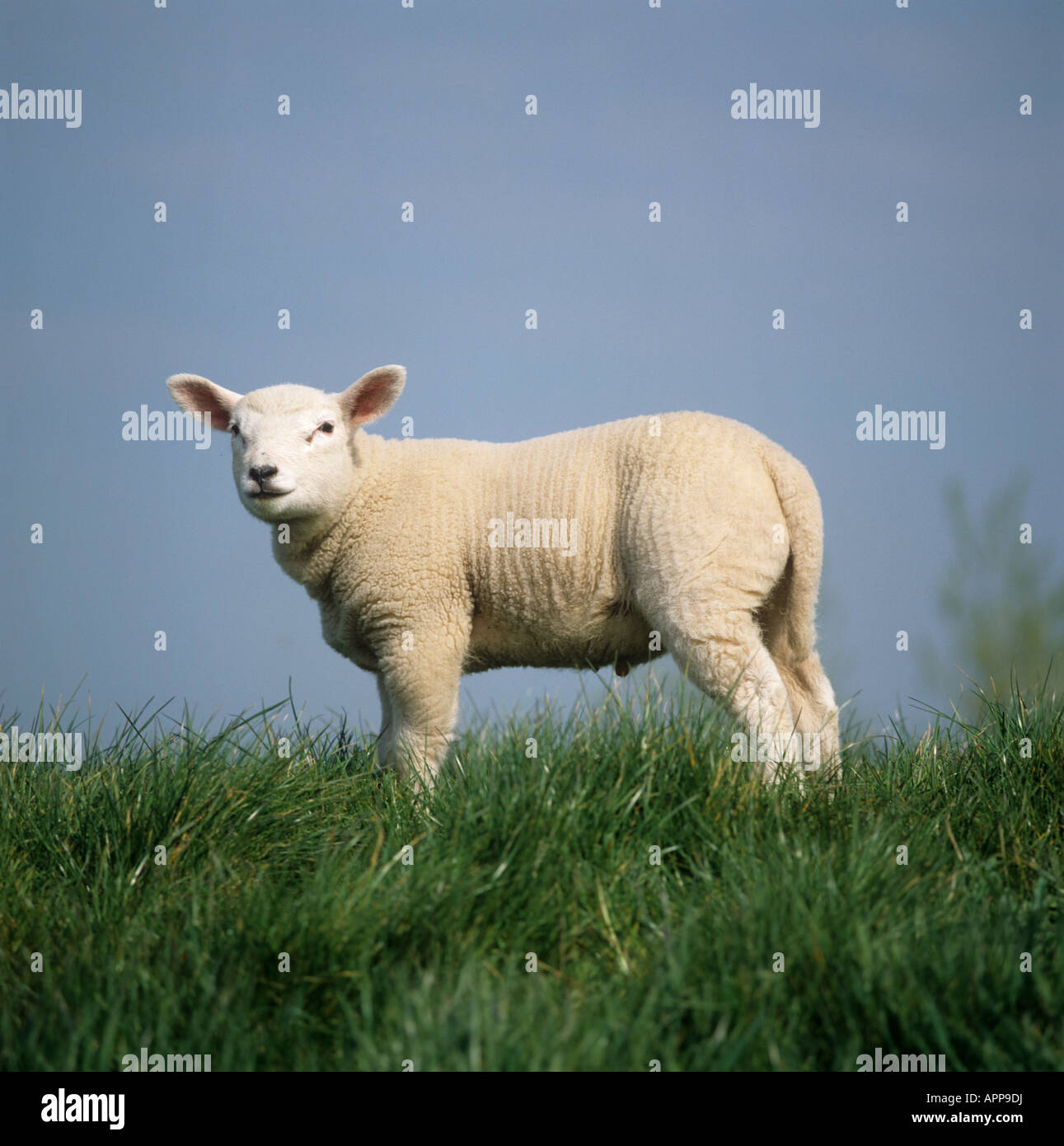 Croce di Texel agnello su un canale Bank nei Paesi Bassi Foto Stock