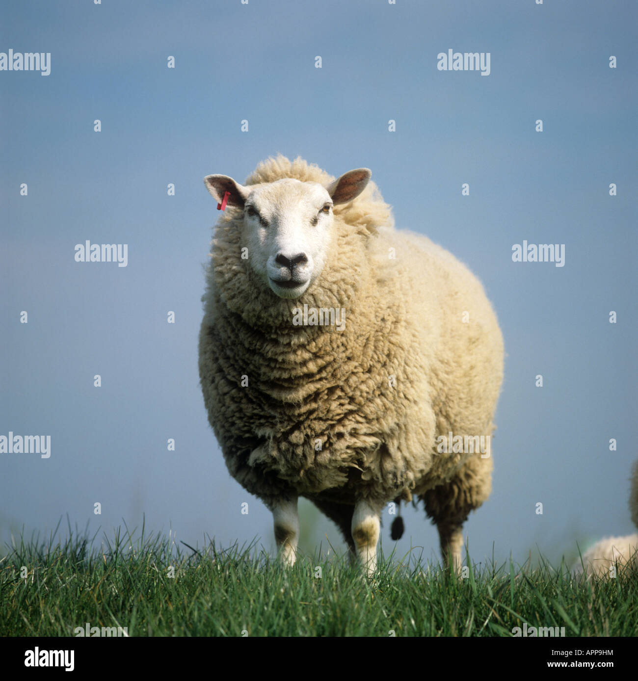 Croce di Texel pecora su un canal Bank nei Paesi Bassi Foto Stock