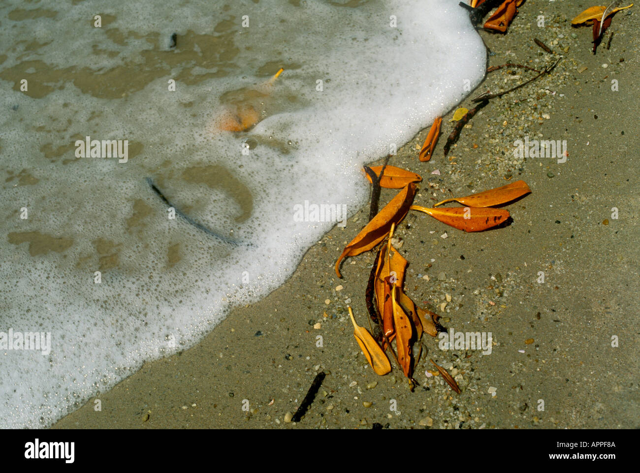 Morendo onda schiuma di lavaggio e morti mangrovia rossa foglie sulla spiaggia costa atlantica Parnaíba Brasile Foto Stock