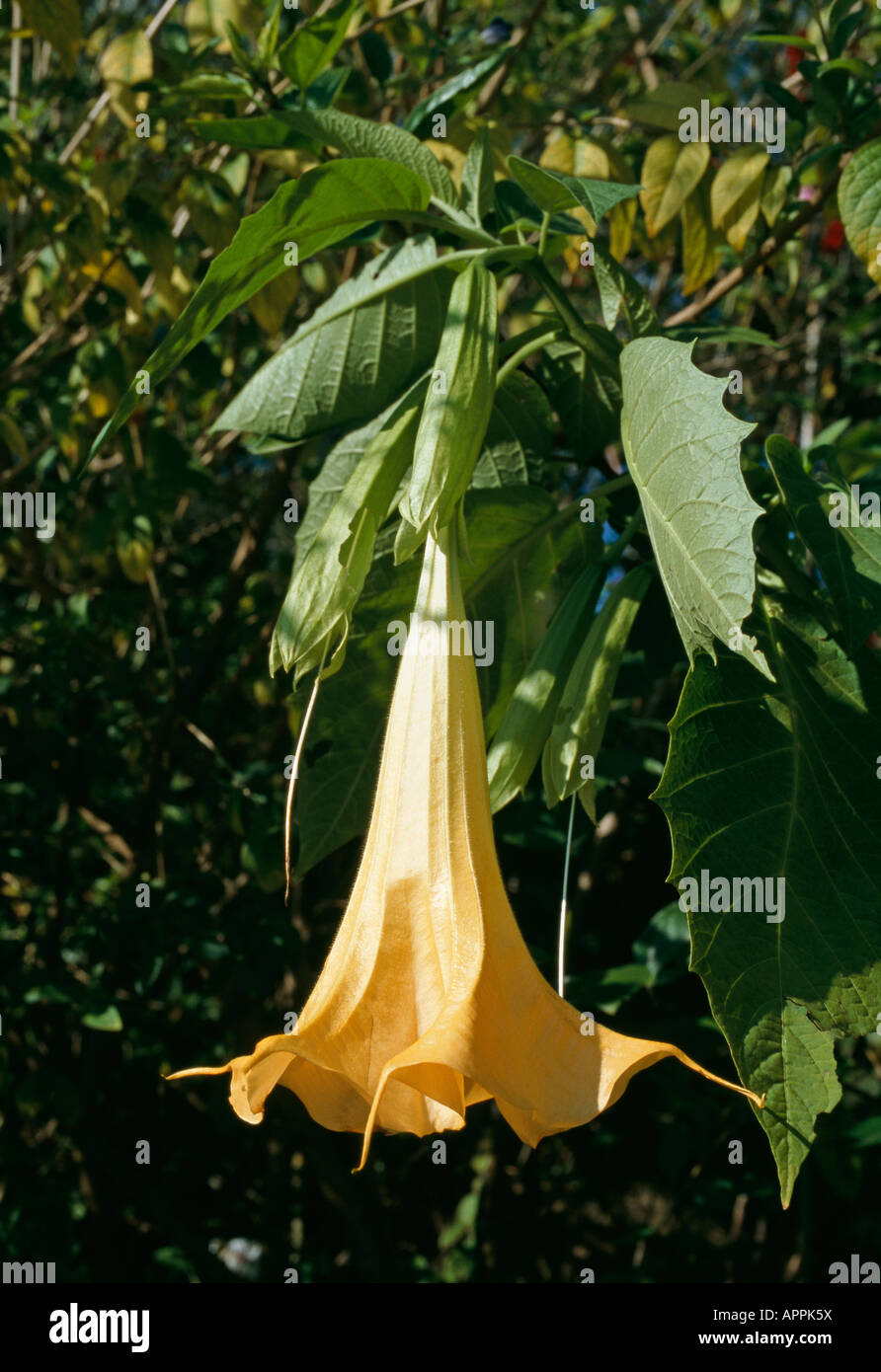 Datura Brugmansia giallo gonna danza nel sole pericolosa attrazione Foto Stock