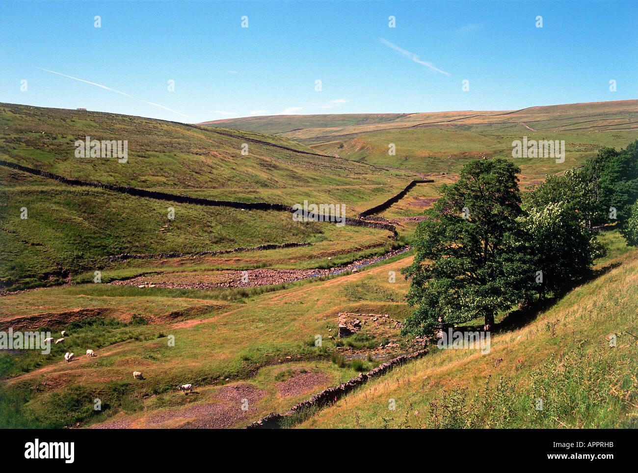 Guardando a Nord dalla protezione Middlehope Miniera di dolci colline punteggiate di pecore Foto Stock