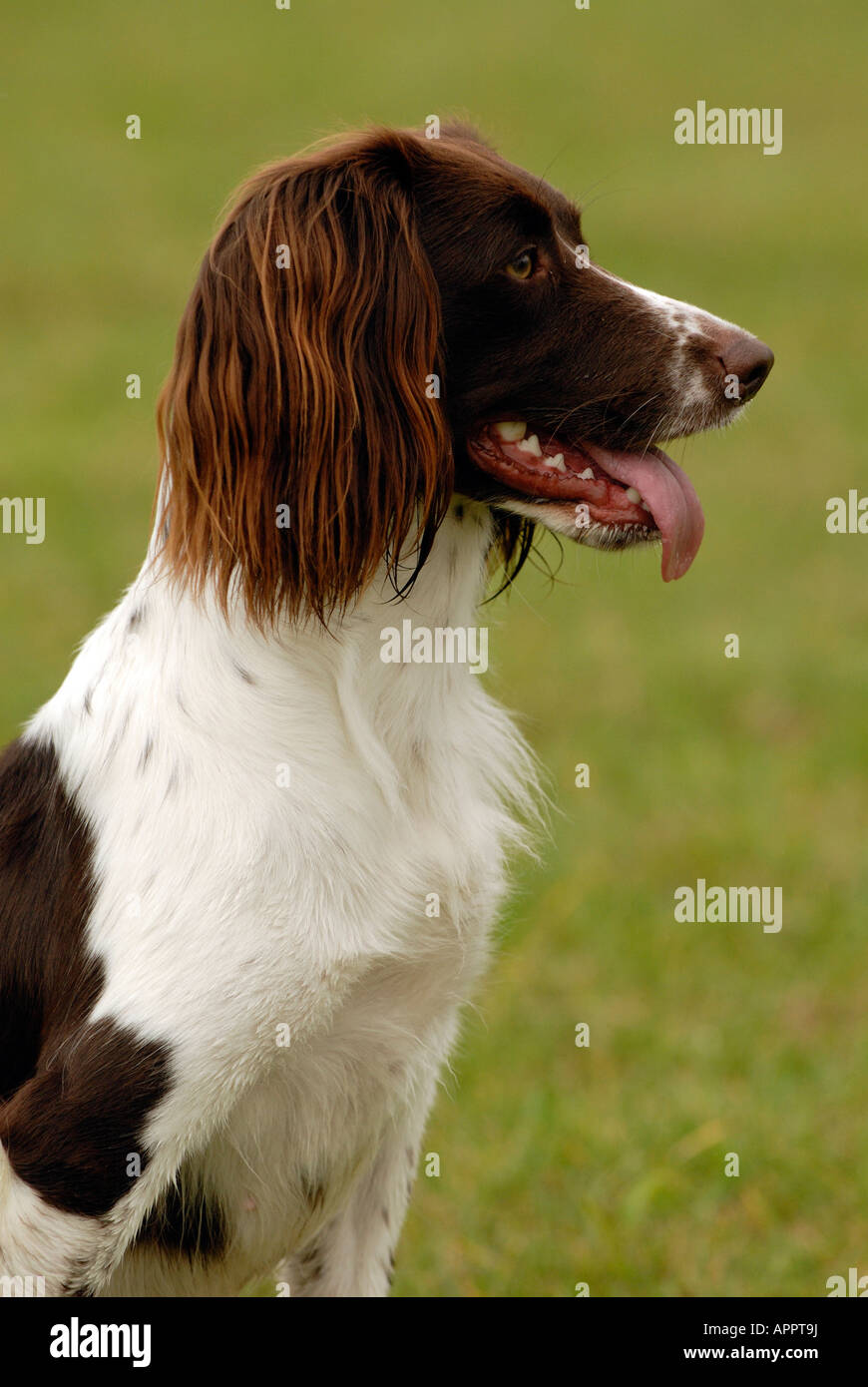 Springer spaniael dog sitter con la lingua di fuori ansimando e cercando alert guardare qualcosa prestando attenzione Foto Stock